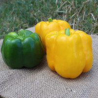 Перець Брюс F1 (PL 6724)  , Bakker Brothers 