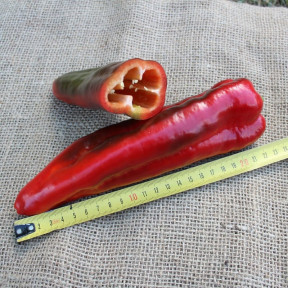 Перець PL 6726 , Bakker Brothers 