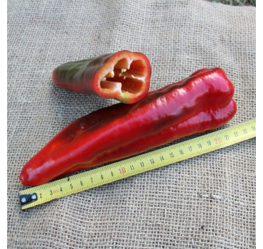 Перець PL 6726 , Bakker Brothers 