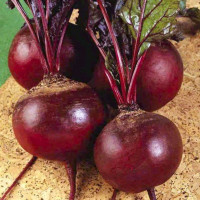  Буряк Детройт Дарк Ред 2, Bakker Brothers 