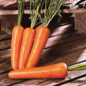 Морковь Шантане Ред Коред 2, Bakker Brothers