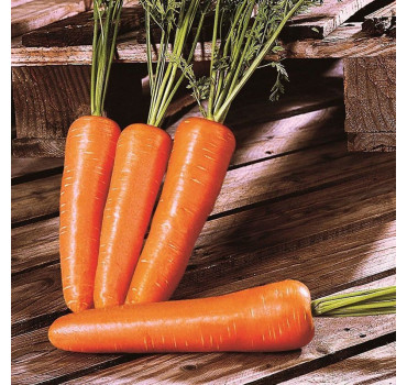 Морква Шантане Ред Коред 2, Bakker Brothers 