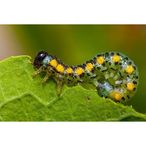 Инсектициды. Общие характеристики, виды