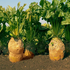 Буряк кормовий УРСУС ПОЛІ / URSUS POLI, Kouel 