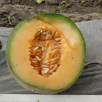 Диня Кристал F1, Asia Seed