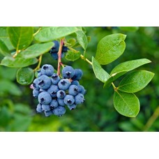 Программа питания для голубики