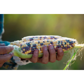 Український Біколор F1 – цукрова кукурудза, МНАГОР