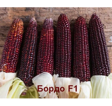 Бордо F1 – цукрова кукурудза, МНАГОР