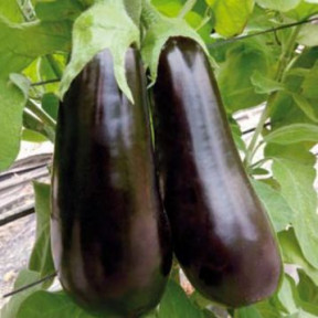 Баклажан Навал F1, Sakata