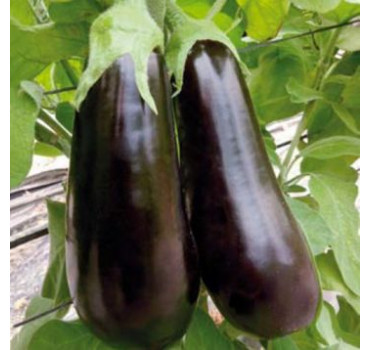 Баклажан Навал F1, Sakata