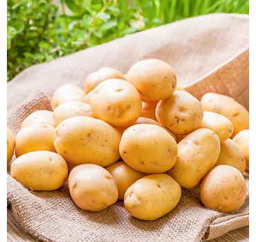 Картопля насіннєва  Раномі 1 репродукція, Agrico