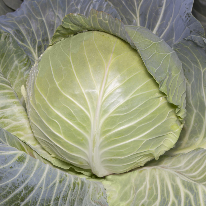 Замовити Капуста KS 29 F1, Kitano Seeds з доставкою по Україні