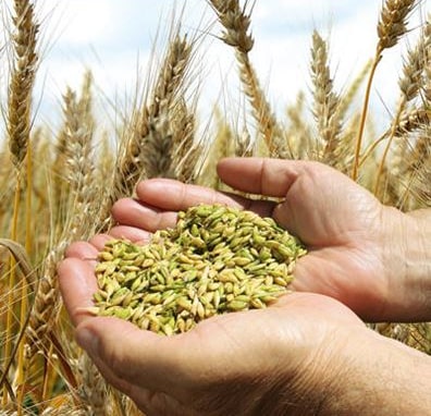 протравители цена