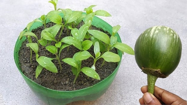 семена синеньких